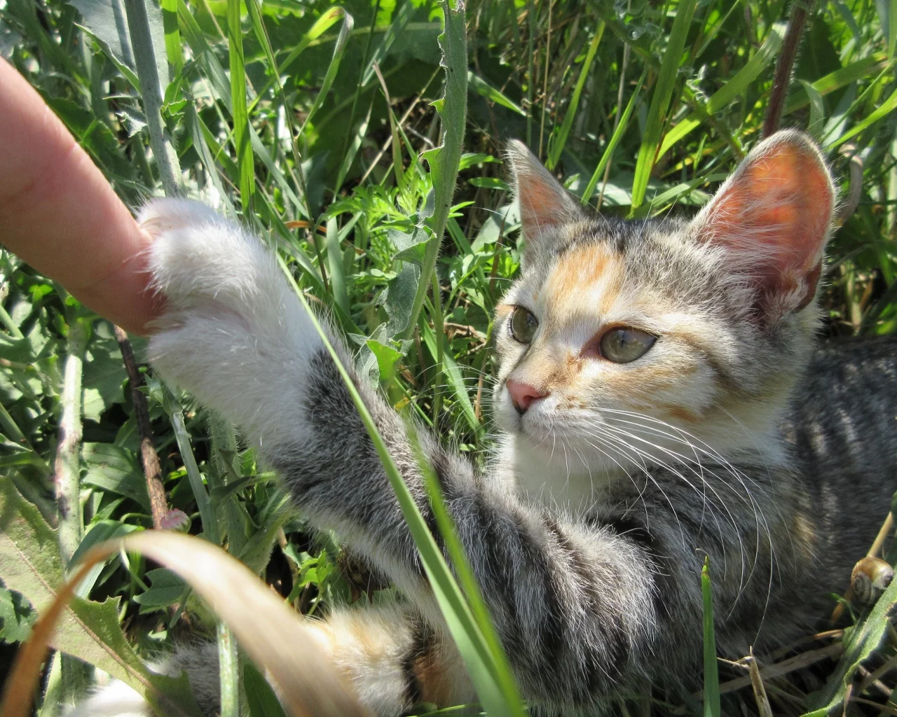кошка, трава