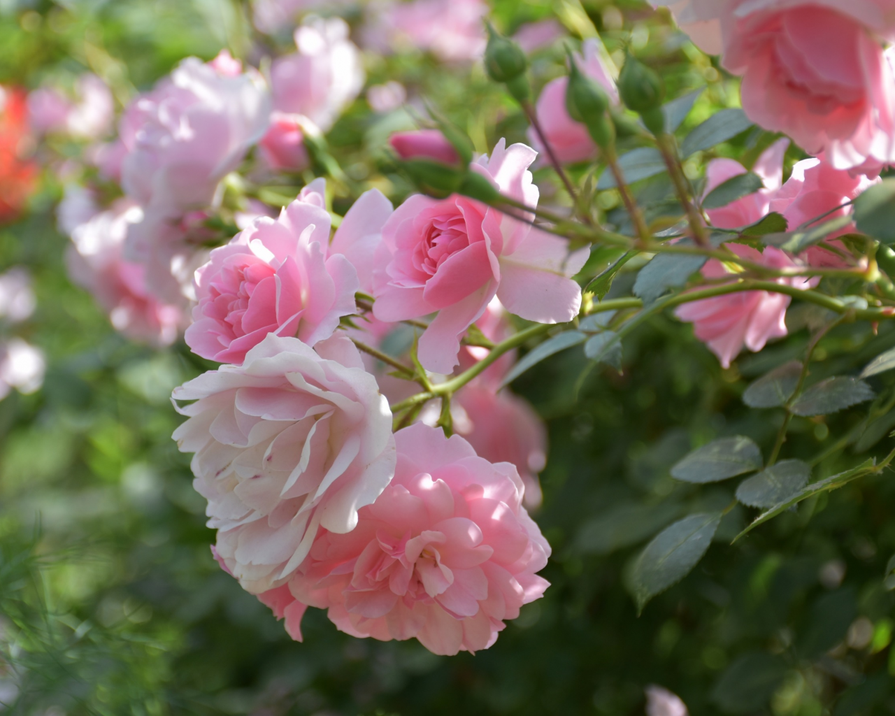 Красивый куст роз. Розовые розы на кусту. Кустовые нежно розовые розы на кусте.