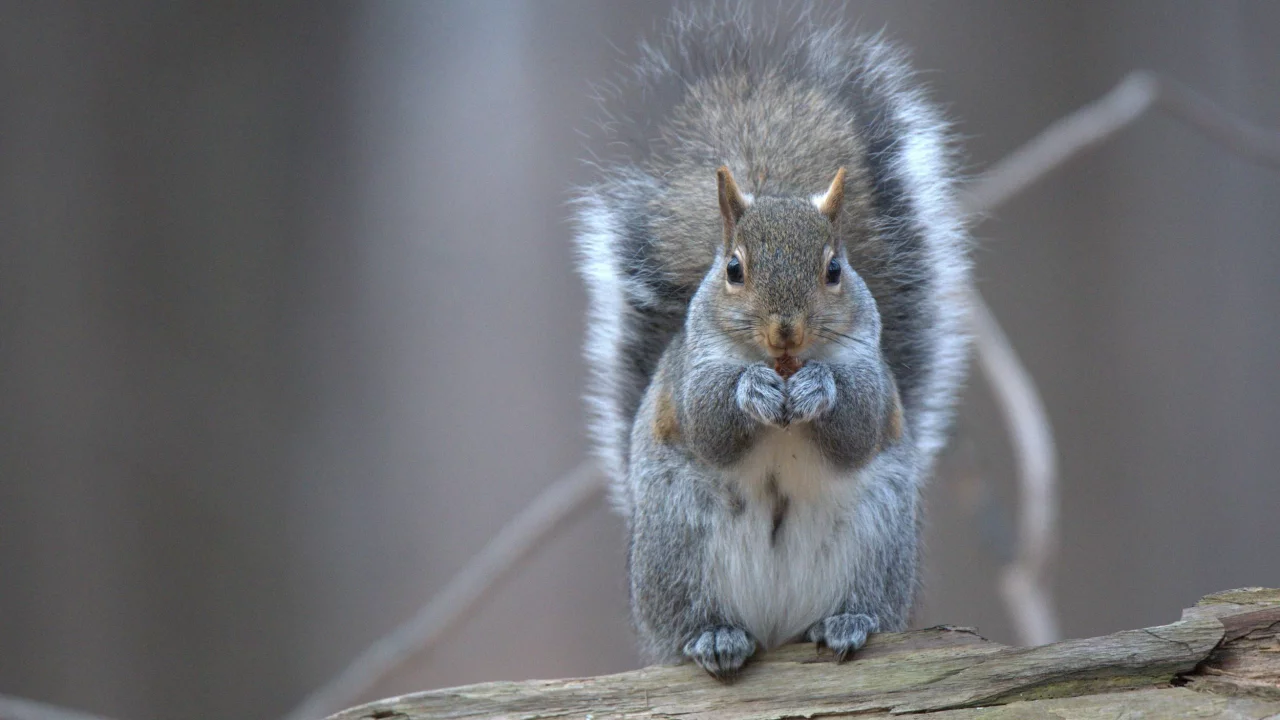 белка, грызун, squirrel
