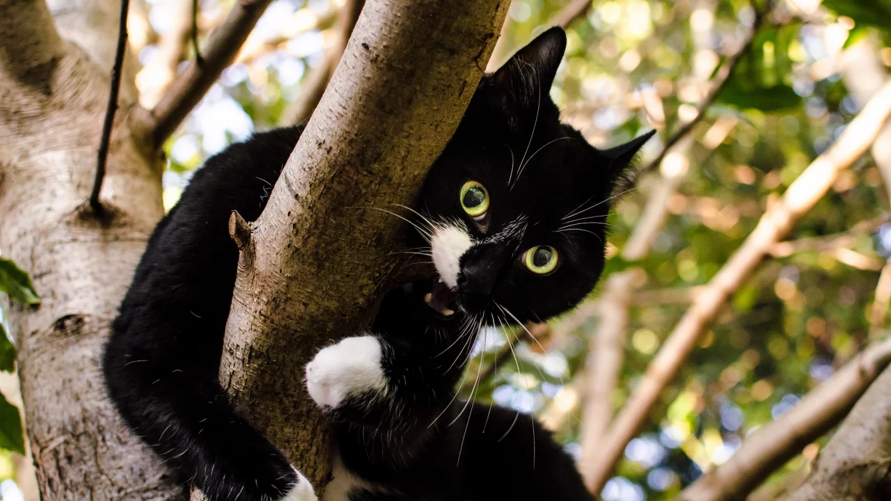 green, white, black, brown, cat, leaves, tree, top, branches