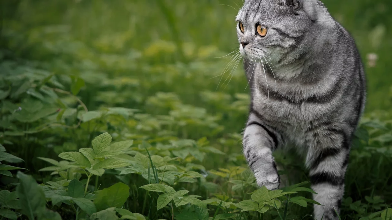 кошка, взгляд, портрет, мордочка