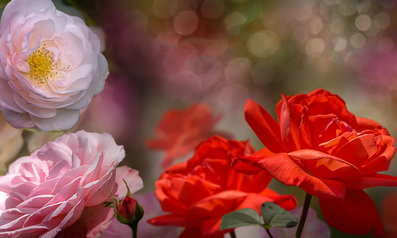 цветы, природа, фон