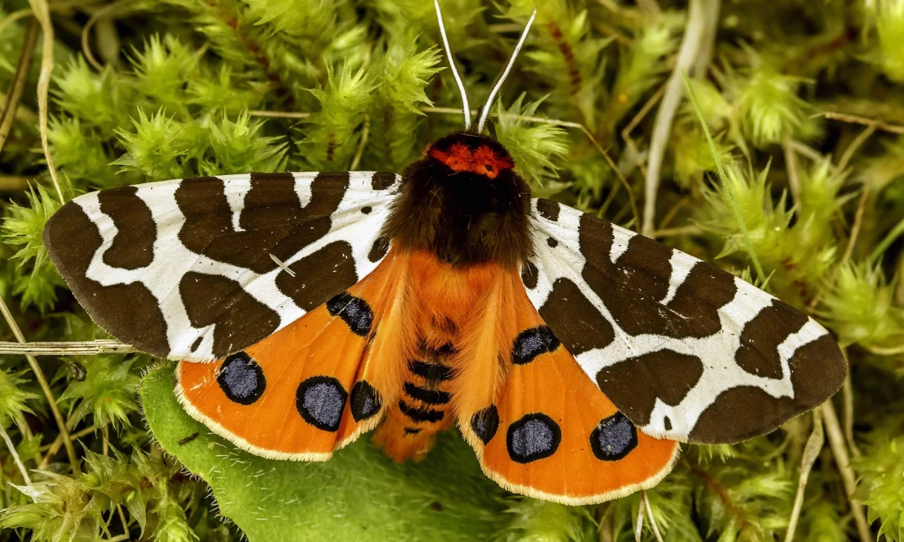 мотылёк, garden tiger, great tiger moth