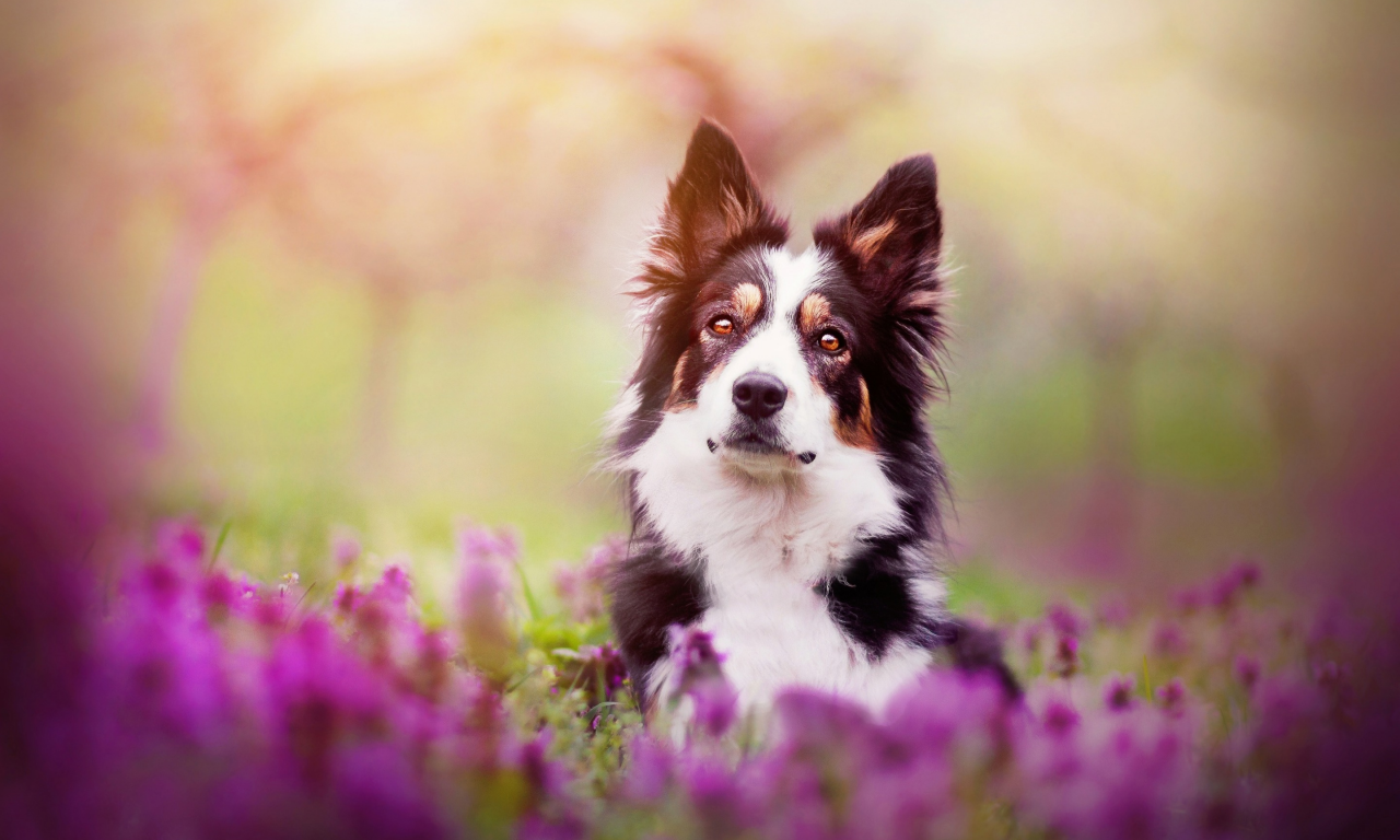 цветы, собака, весна