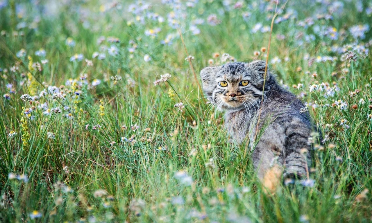 цветы, степь, маленький, луг, котёнок, манул