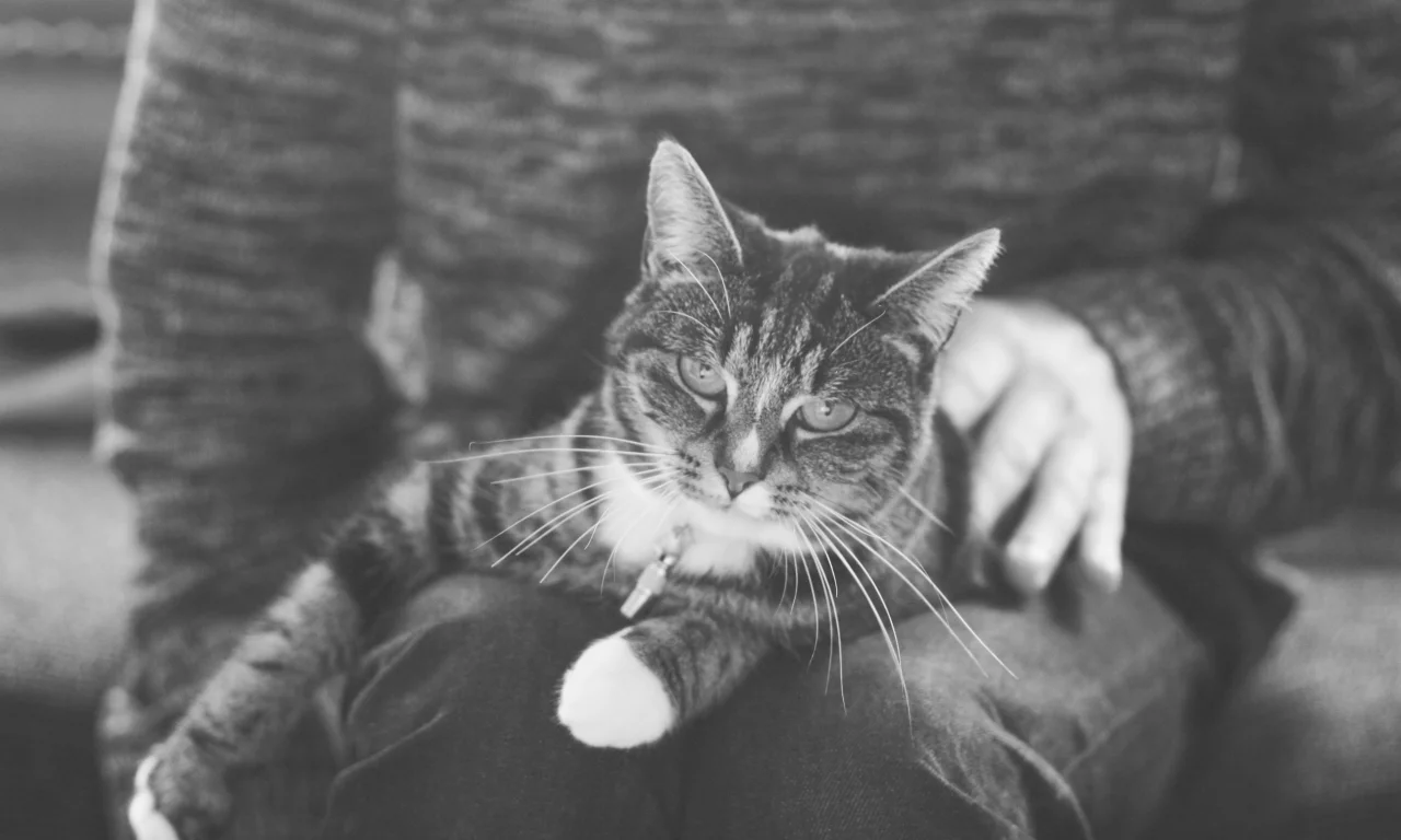 кошка, кот, лежит