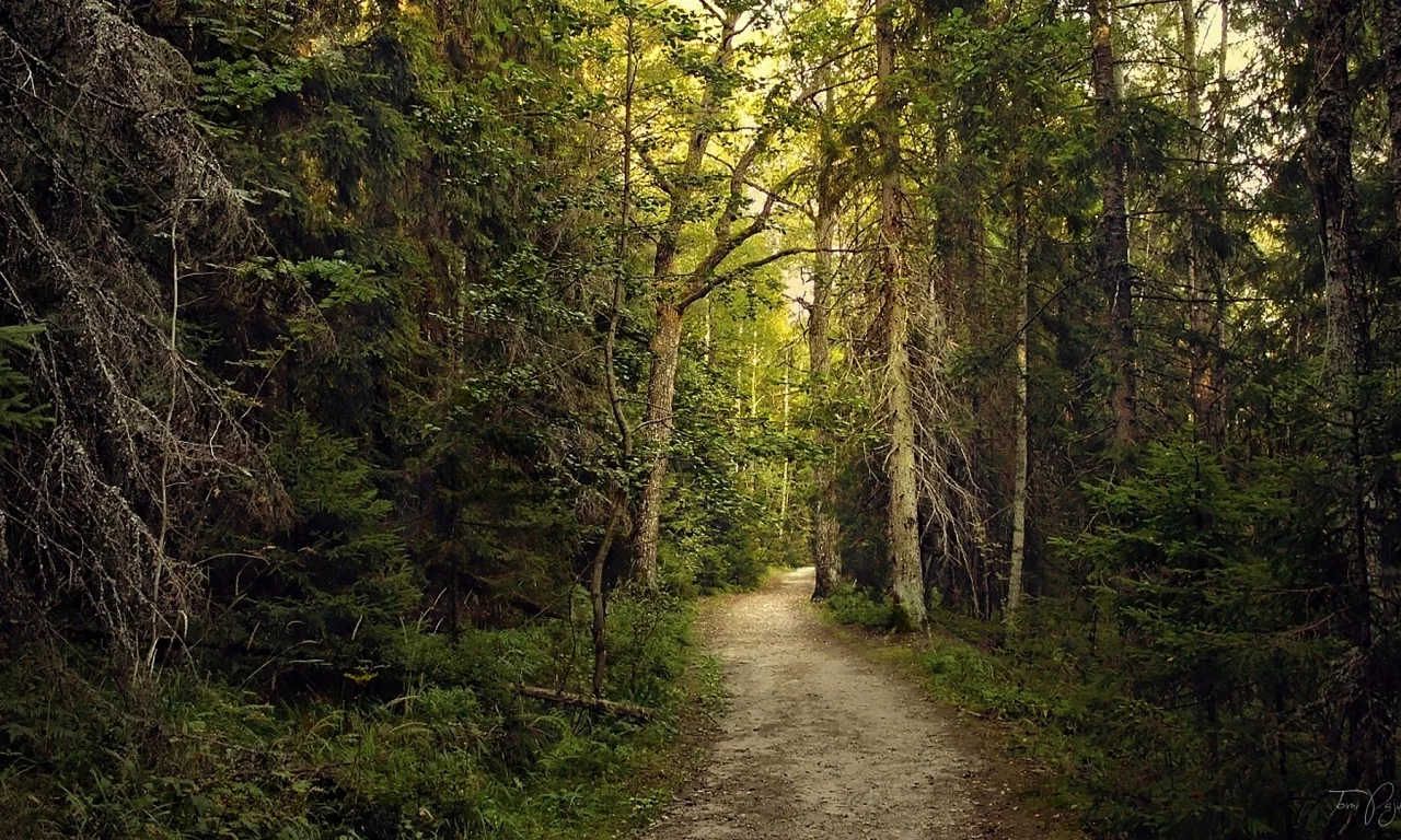 лес, forest, path, rays, green, nature, landscapes, trees, forest, trail, woods, leaves, fence, sunrise, sun, summer, wide