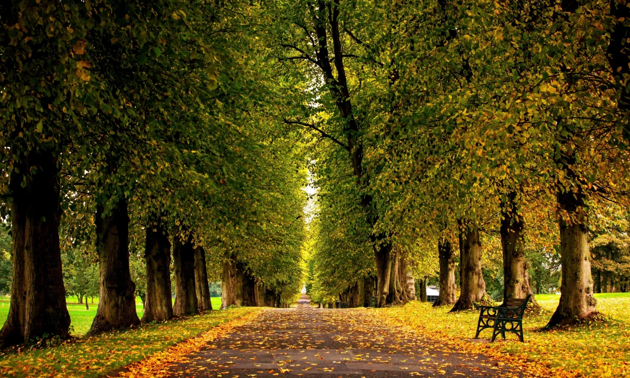 лес, grass, forest, autumn, trees, hdr, park, leaves, walk, road, fallen, park, green, nature, landscapes, trees, forest, trail, woods, leaves, fence, sunrise, see, dark, summer, wide