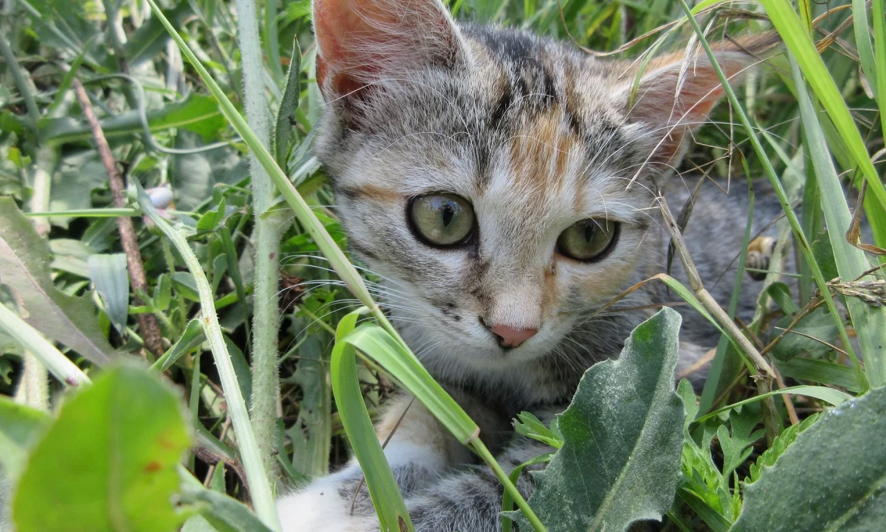 кошка, трава