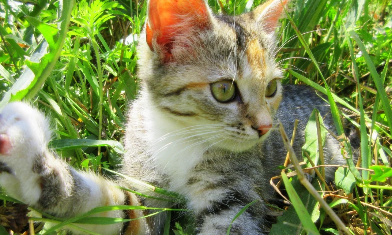 кошка, луг