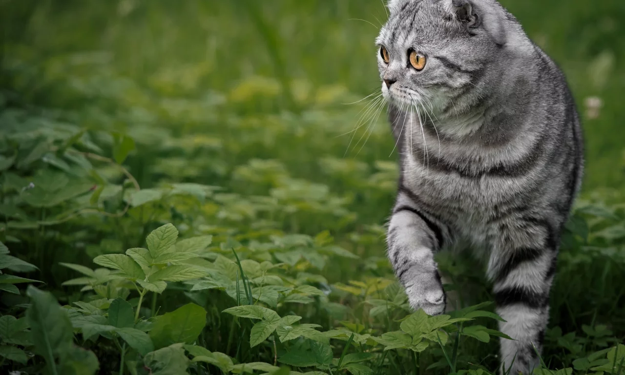 кошка, взгляд, портрет, мордочка