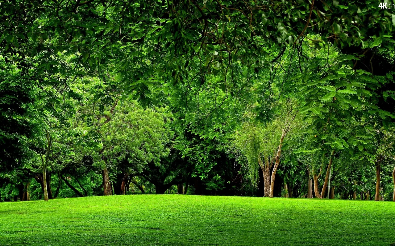 лес, trees, meadow, forest, path, moss, fallen, park, green, nature, landscapes, trees, forest, trail, woods, leaves, fence, sunrise, see, dark, summer, wide