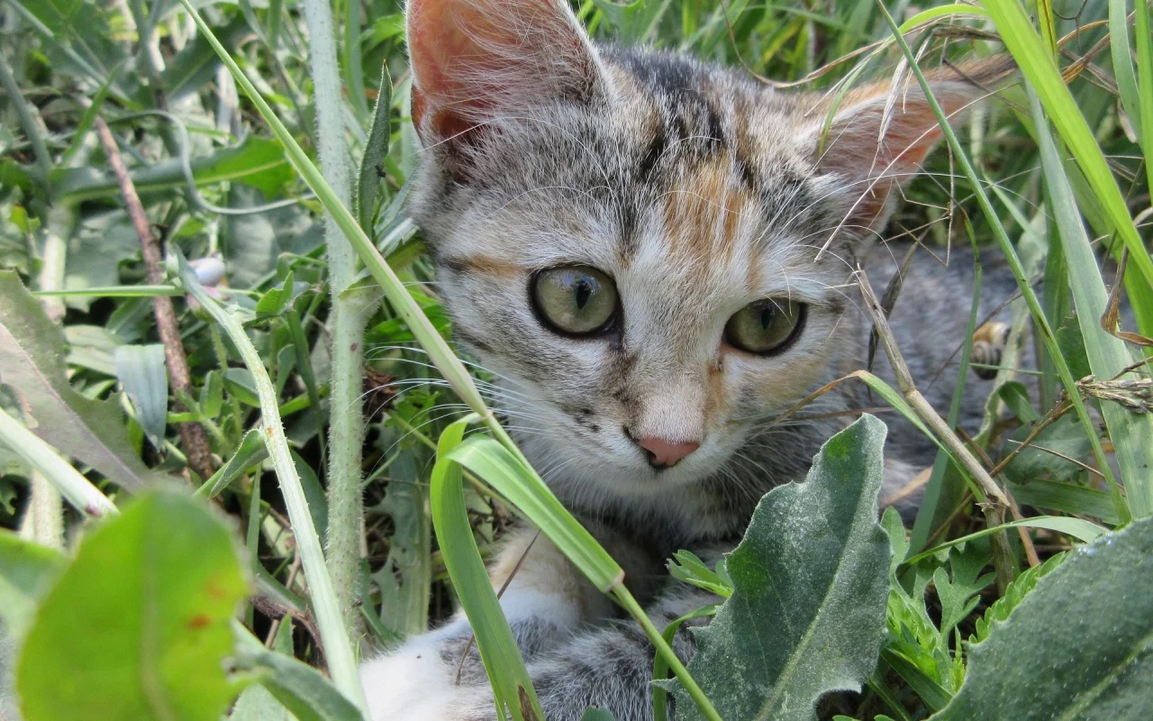 кошка, трава