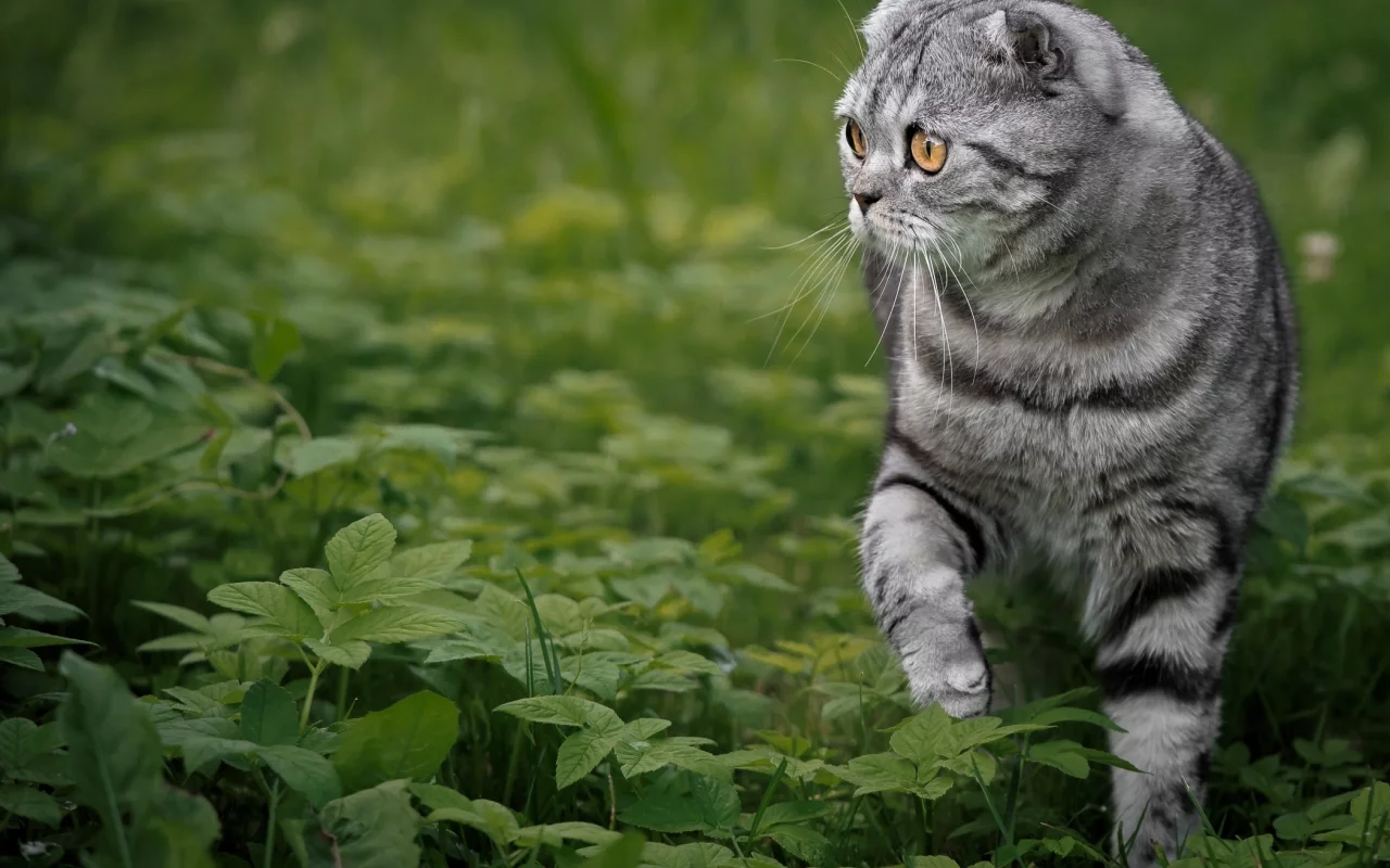 кошка, взгляд, портрет, мордочка