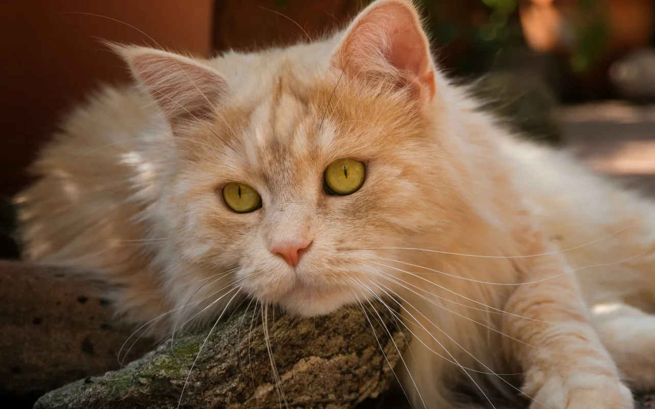 кот, взгляд, мордочка, рыжий кот