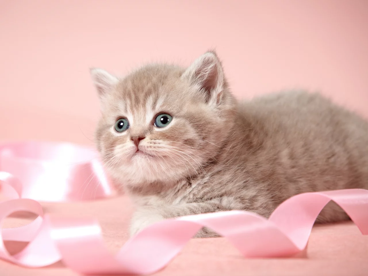котенок, серый, ленточка