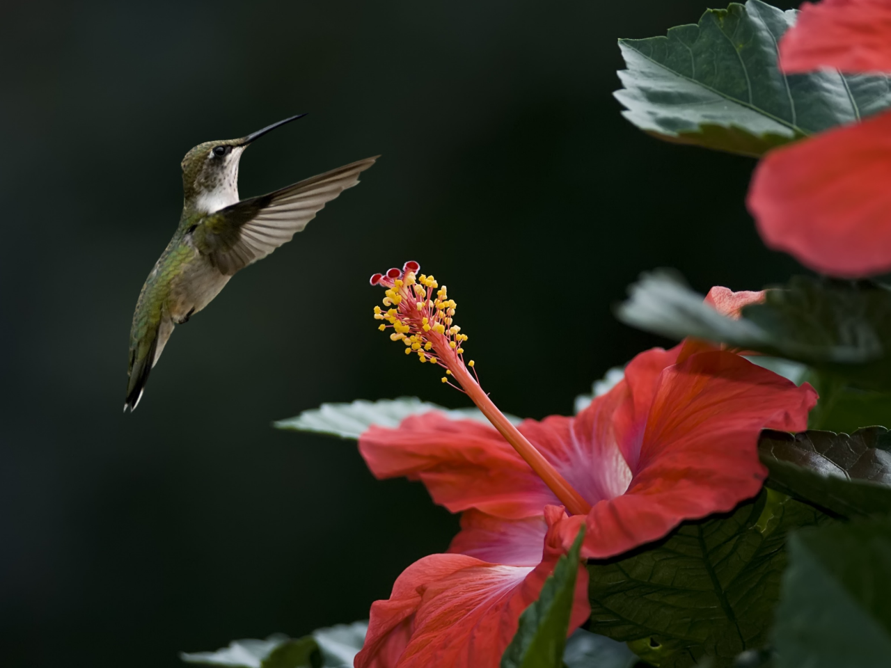 цветок, птица, фокус, колибри, гибискус