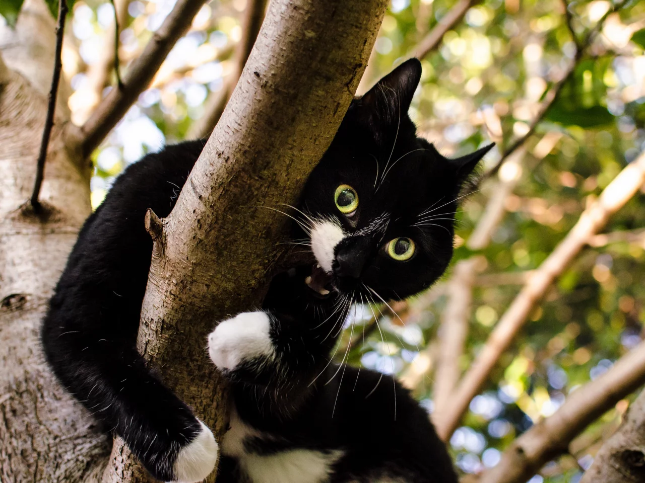 green, white, black, brown, cat, leaves, tree, top, branches