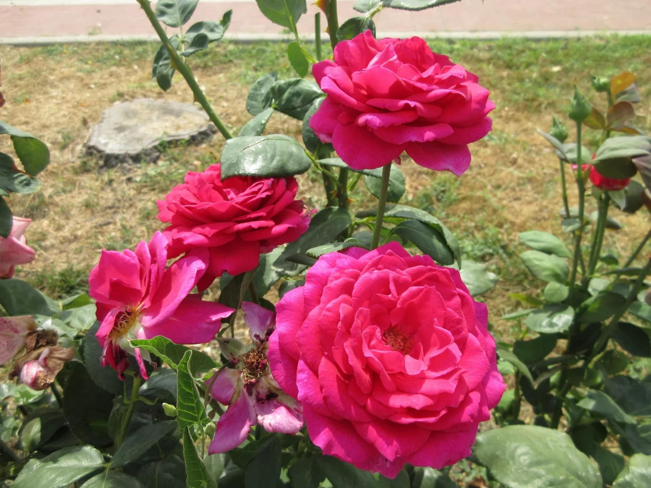 розы, розовые