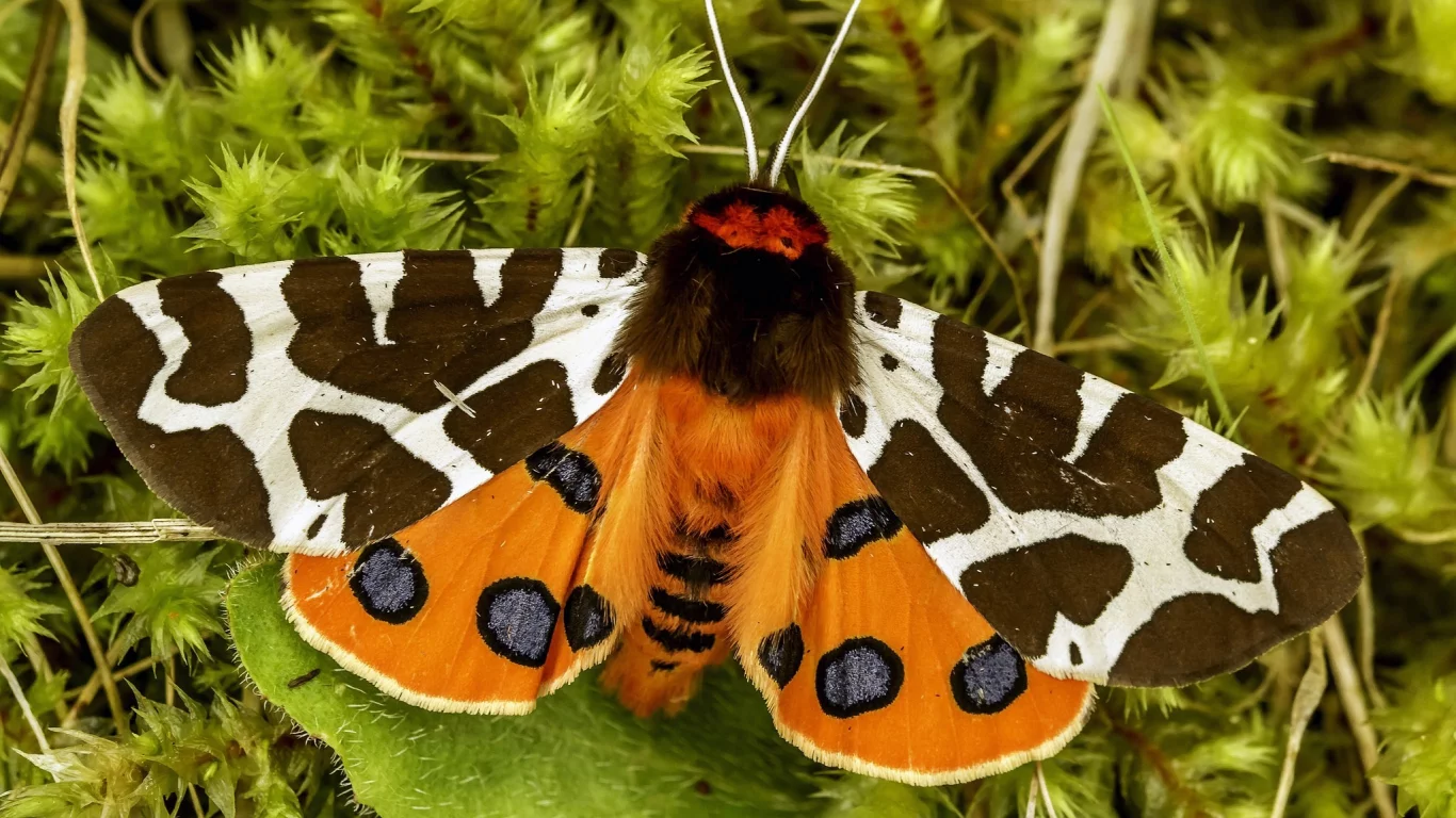 мотылёк, garden tiger, great tiger moth