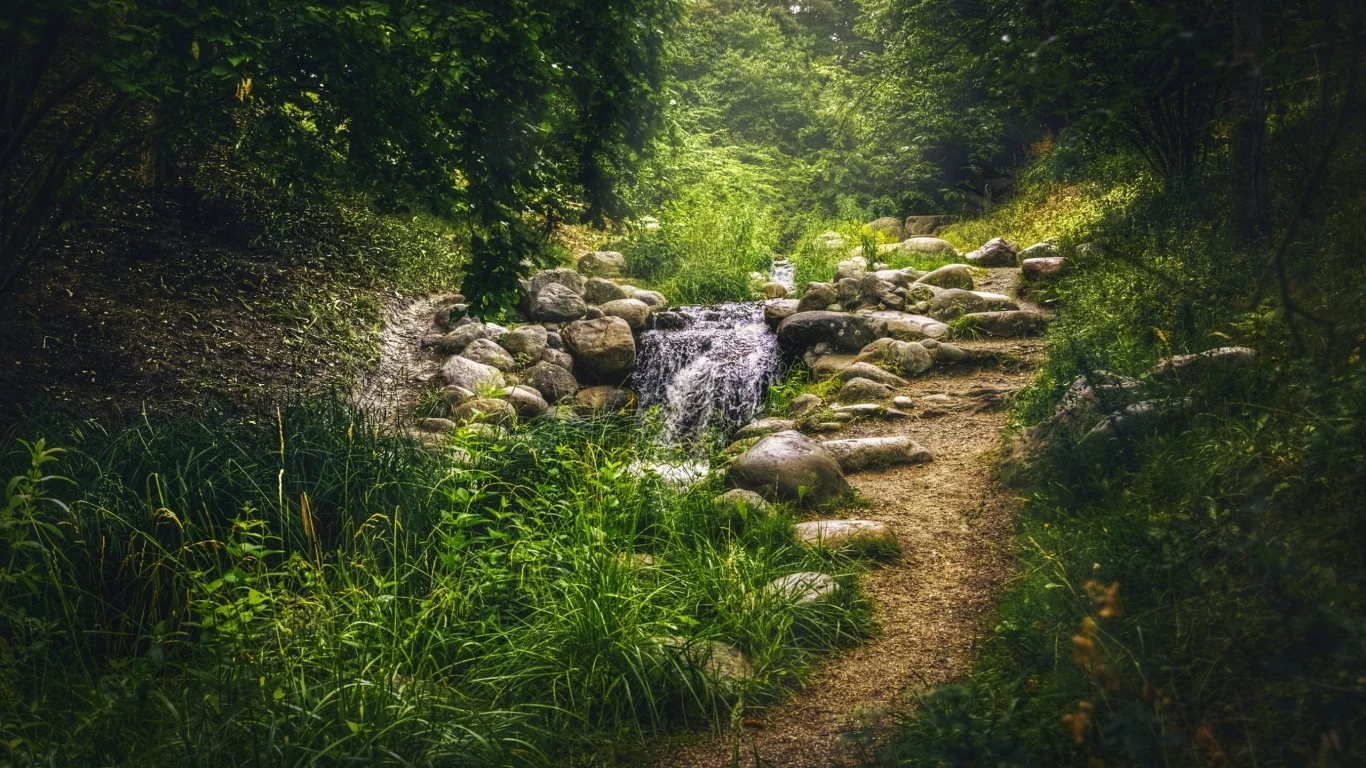 зелень, трава, деревья, парк, ручей, камни