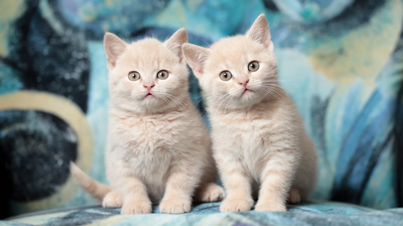 котята, дуэт, британцы, порода