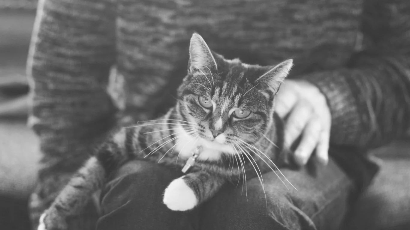 кошка, кот, лежит