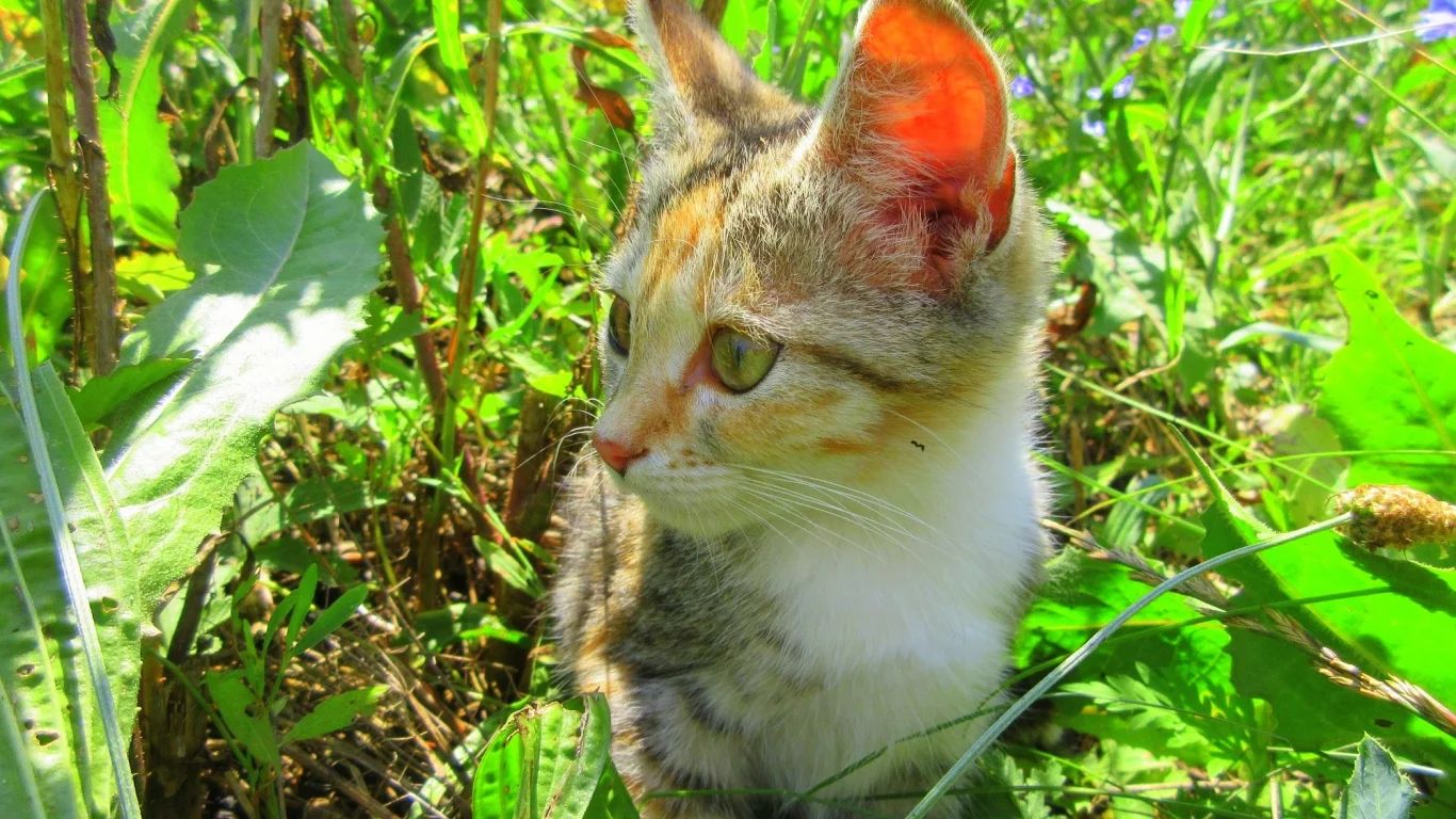 кошка, трава