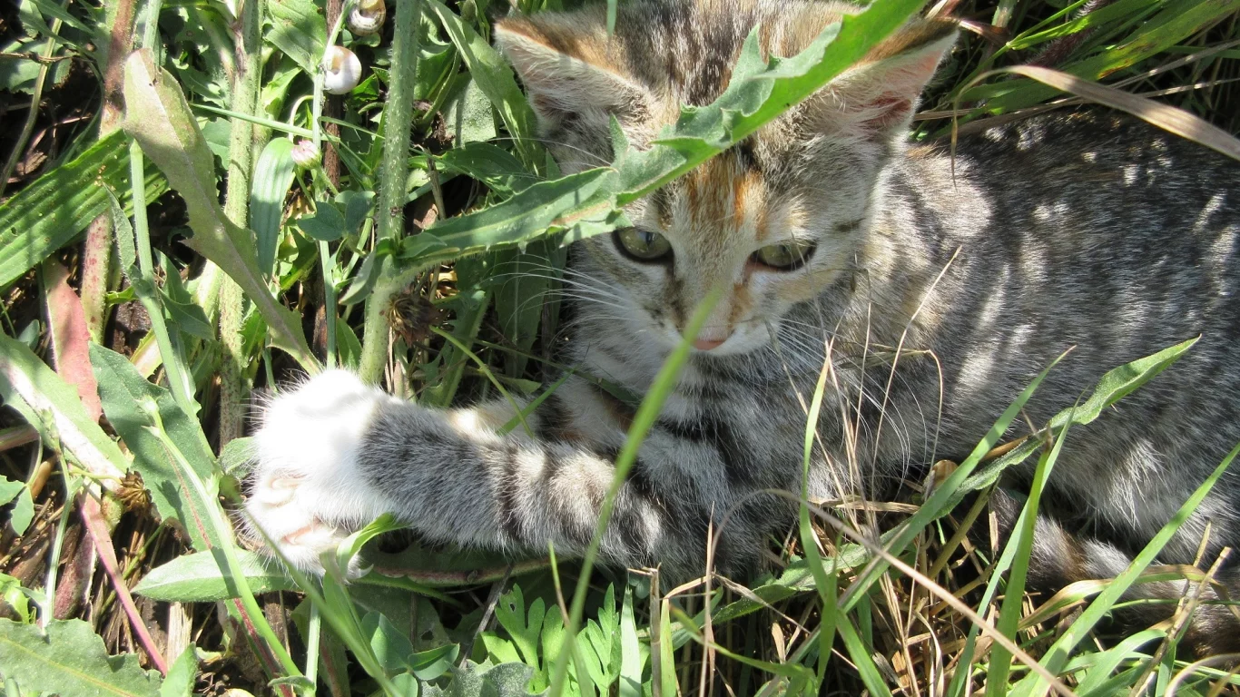 кошка, трава