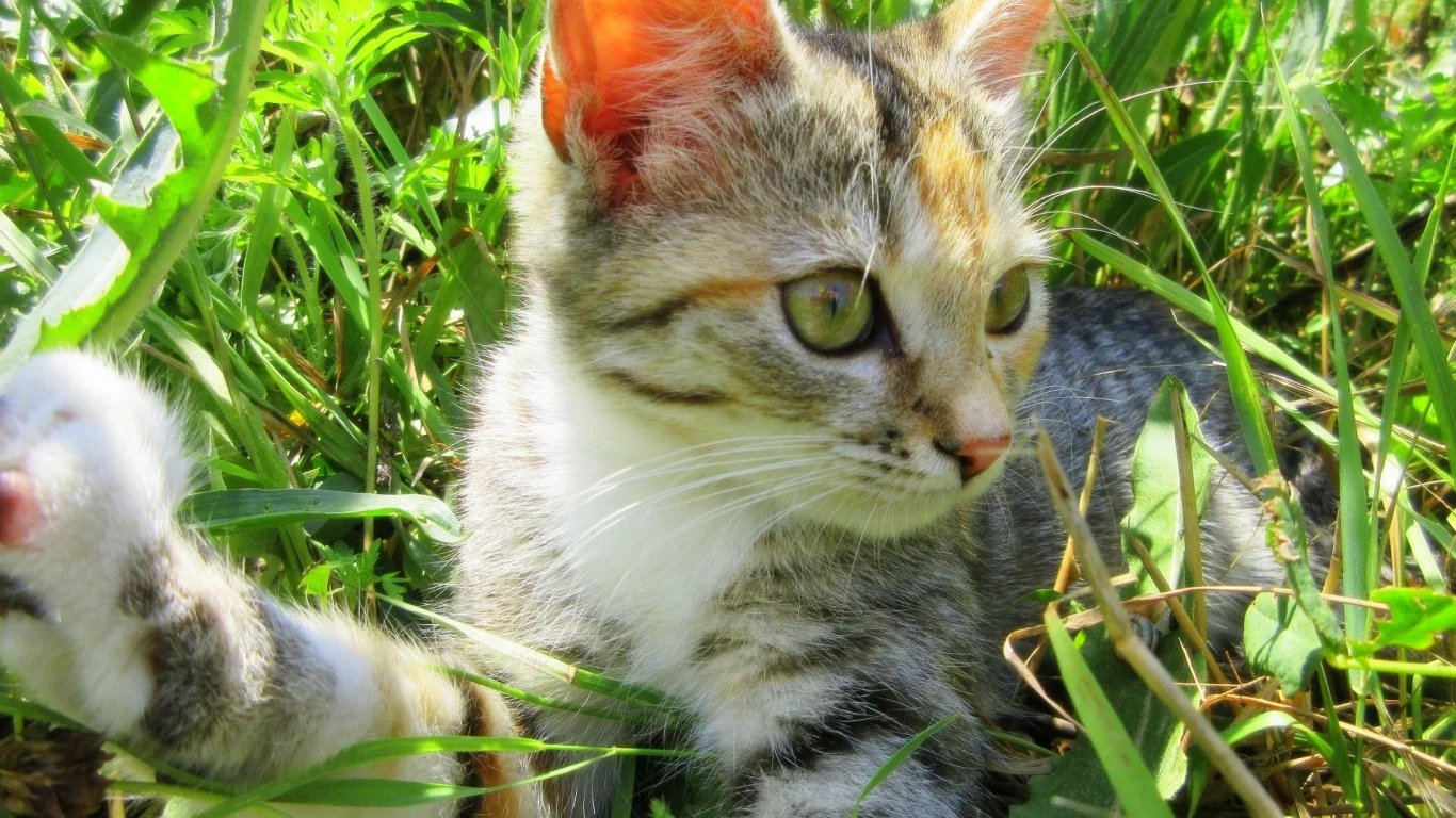 кошка, луг