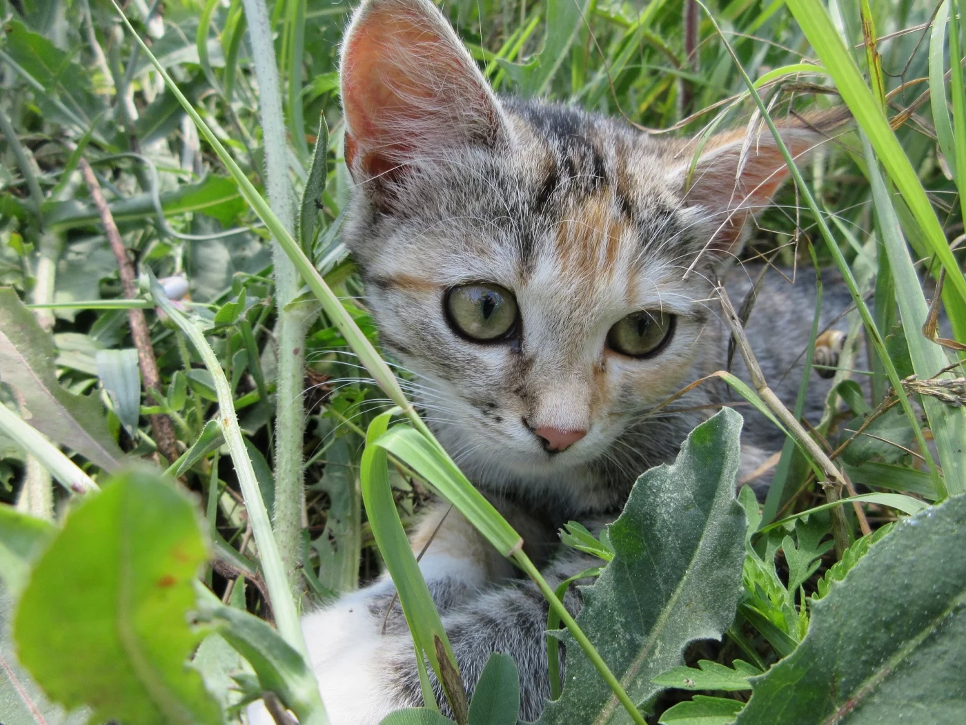 кошка, трава