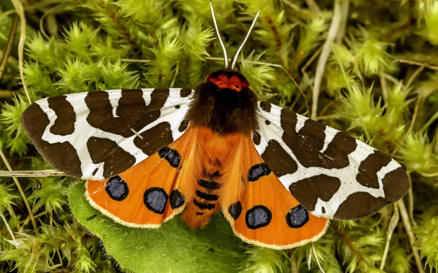 мотылёк, garden tiger, great tiger moth