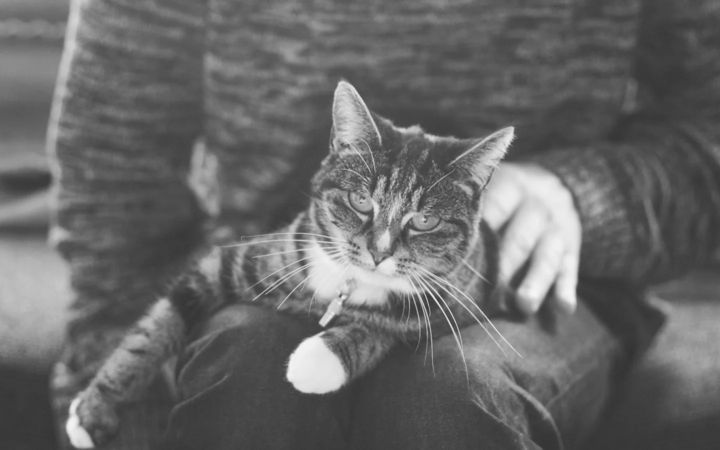 кошка, кот, лежит