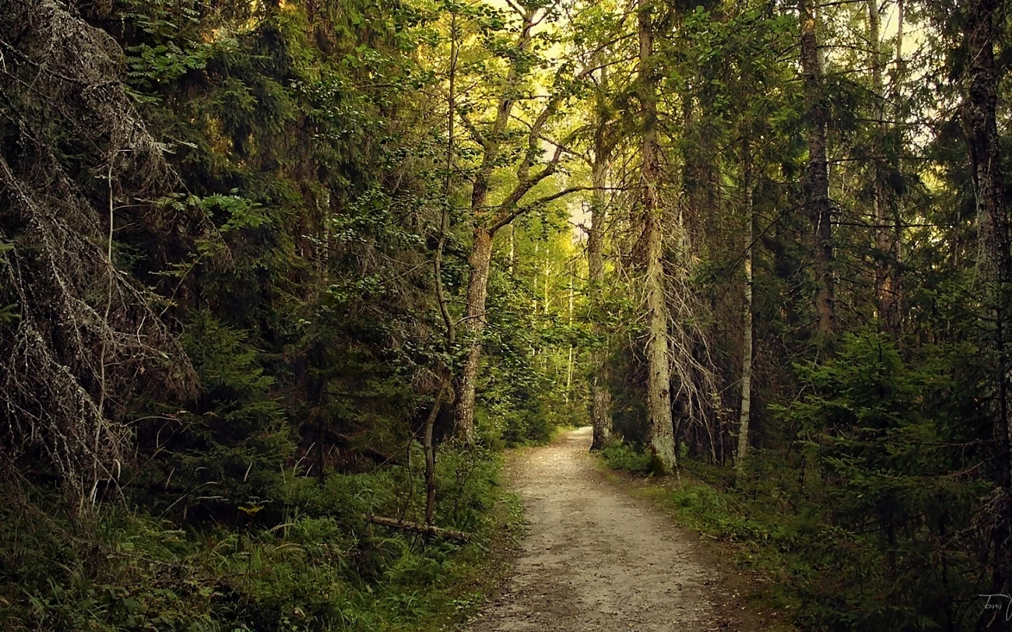 лес, forest, path, rays, green, nature, landscapes, trees, forest, trail, woods, leaves, fence, sunrise, sun, summer, wide