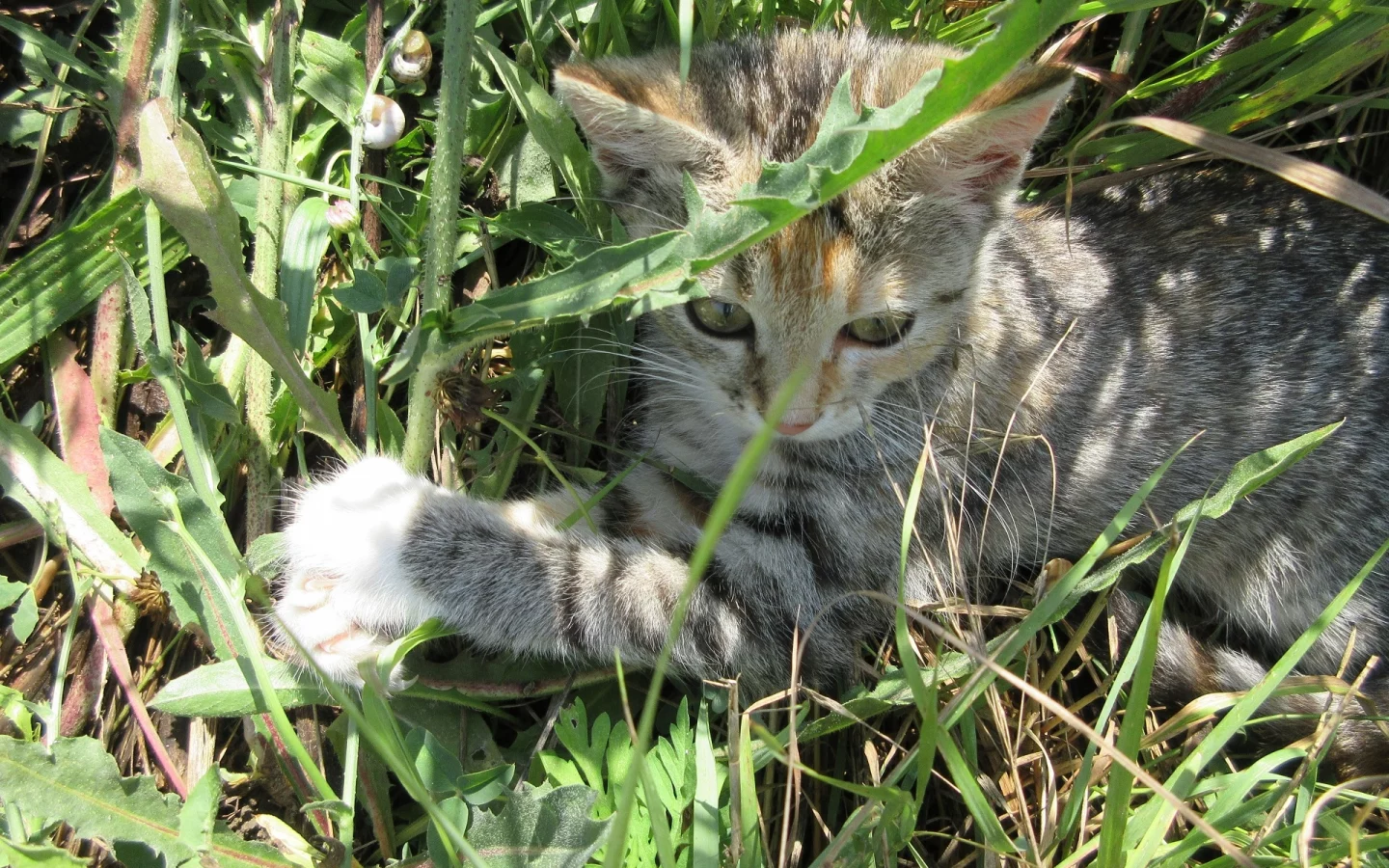 кошка, трава