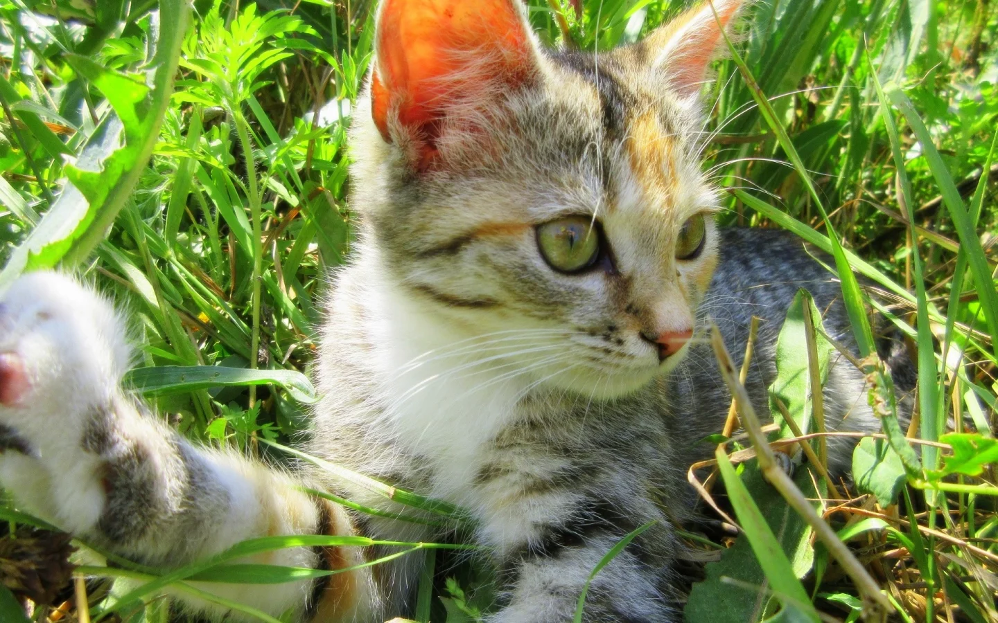 кошка, луг