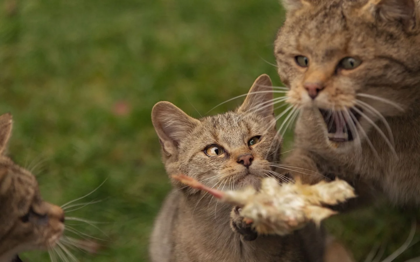 кошка, котята, дикая кошка, лесная кошка