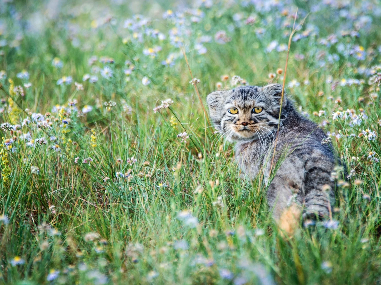 цветы, степь, маленький, луг, котёнок, манул