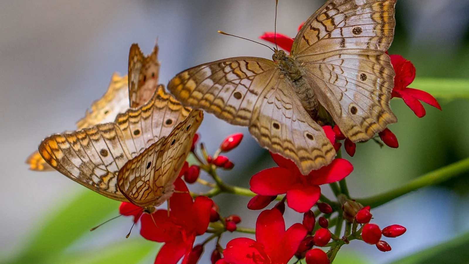 цветок, anartia jatropha, бабочка, природа, мотылек, крылья