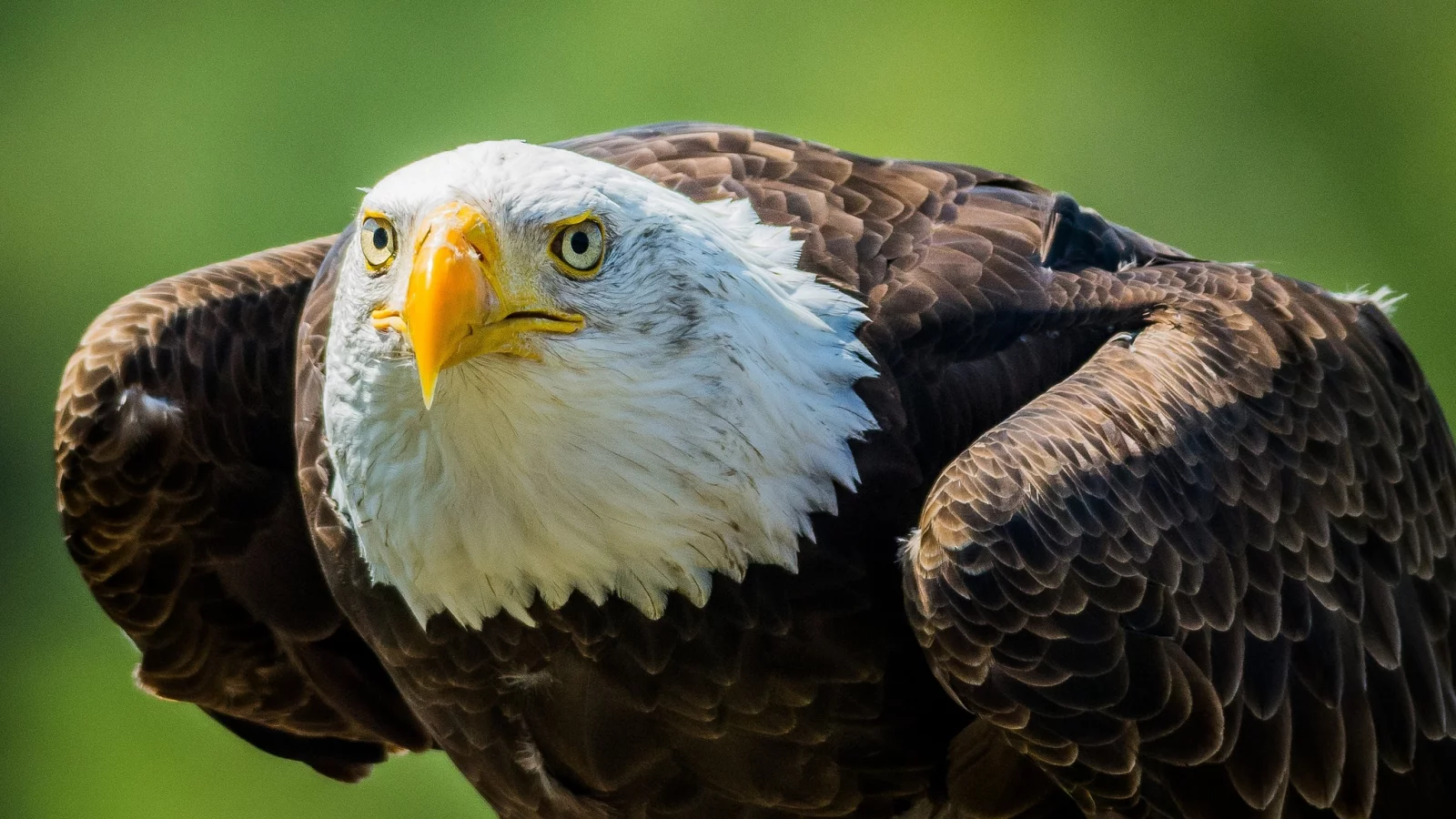 взгляд, хищник, клюв, белоголовый орлан, bald eagle