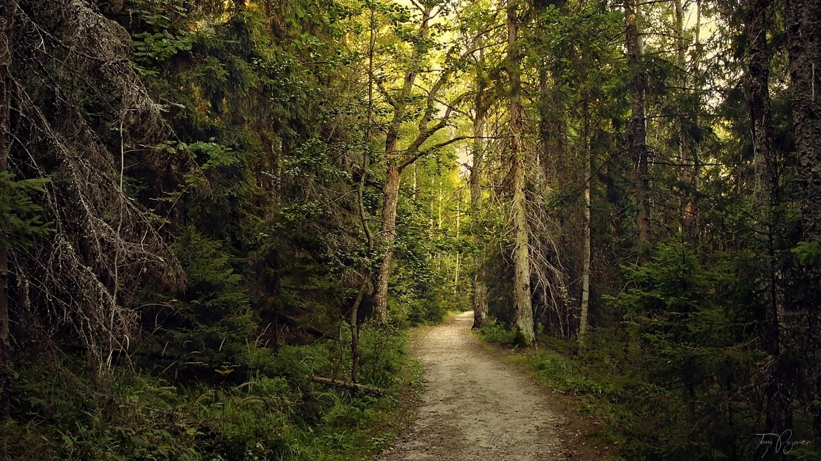 лес, forest, path, rays, green, nature, landscapes, trees, forest, trail, woods, leaves, fence, sunrise, sun, summer, wide