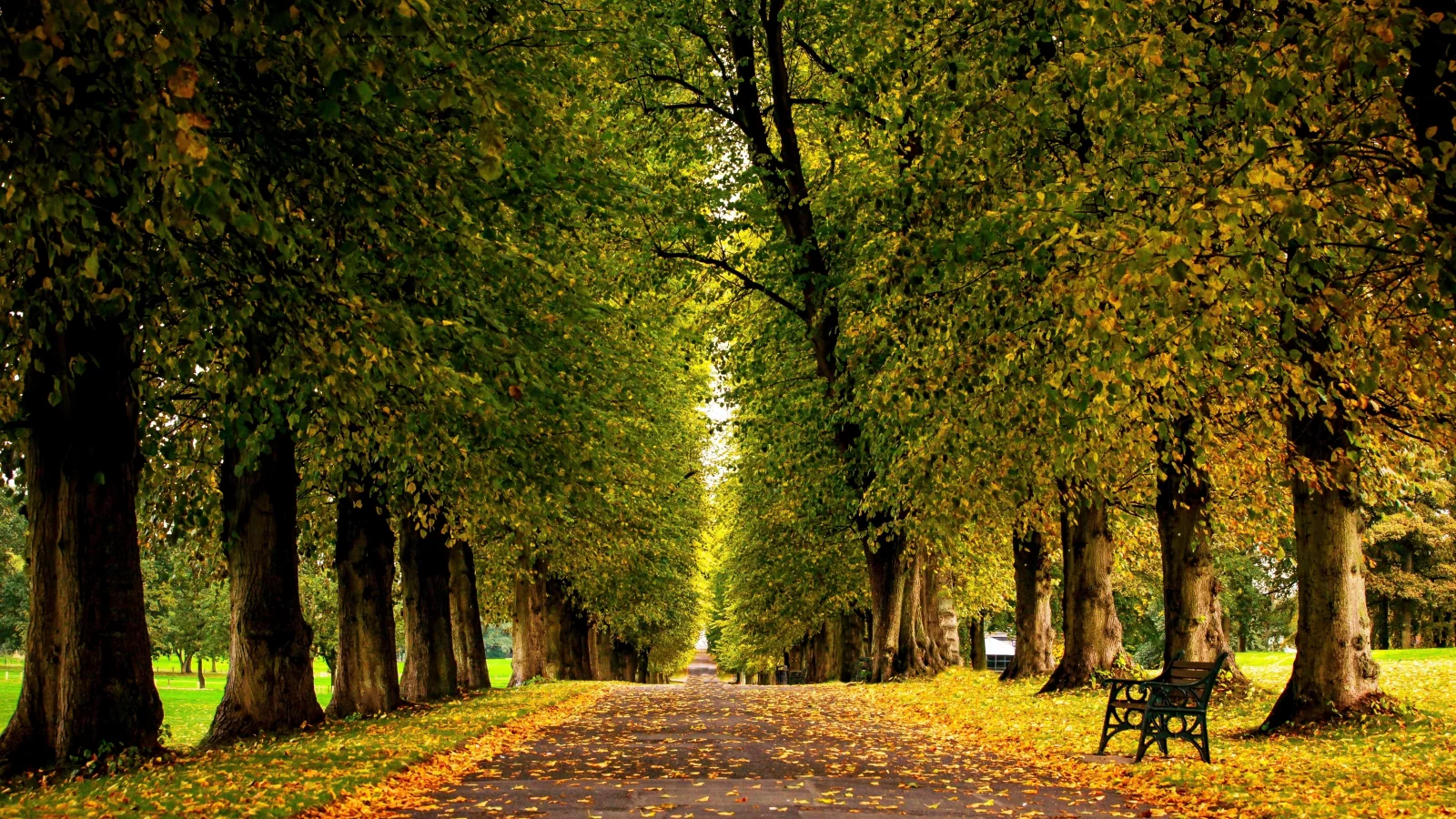 лес, grass, forest, autumn, trees, hdr, park, leaves, walk, road, fallen, park, green, nature, landscapes, trees, forest, trail, woods, leaves, fence, sunrise, see, dark, summer, wide
