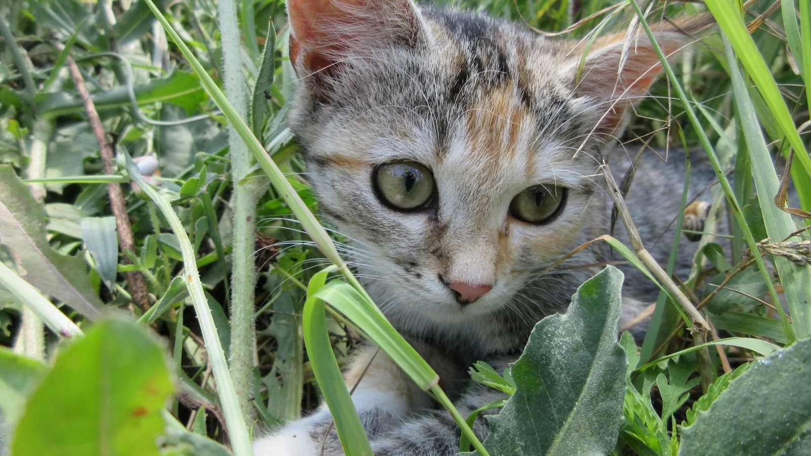 кошка, трава