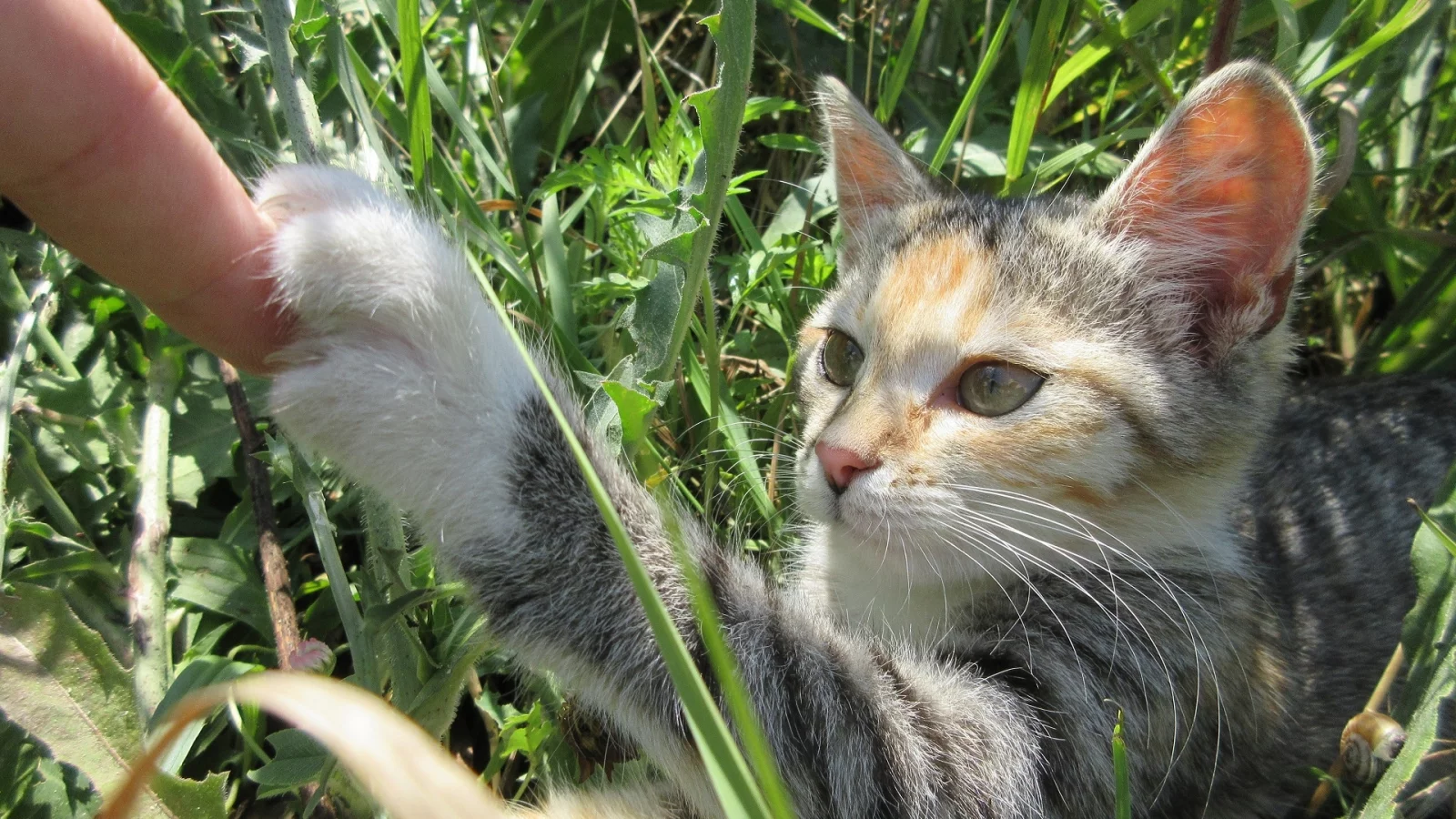 кошка, трава
