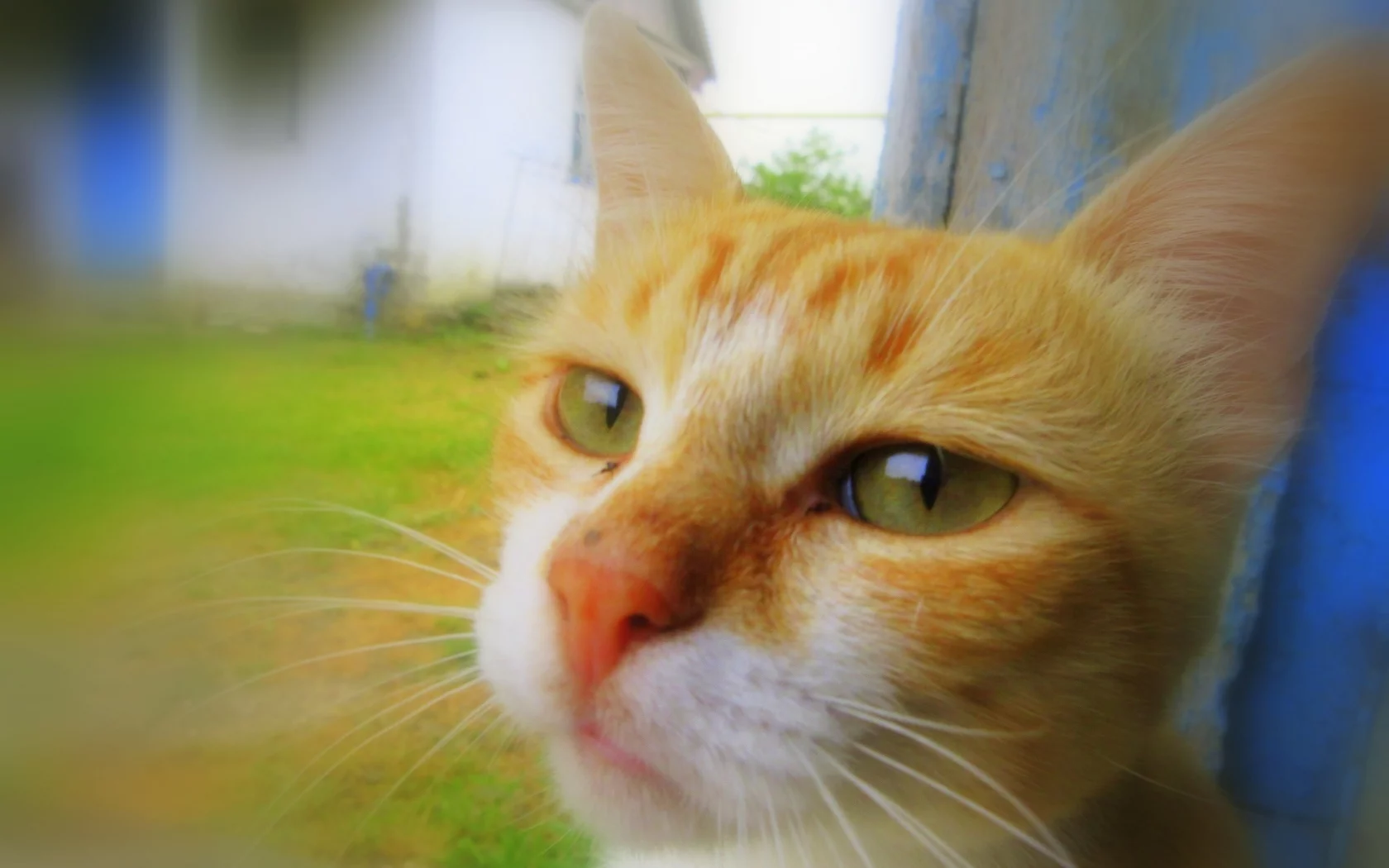 кот, рыжий