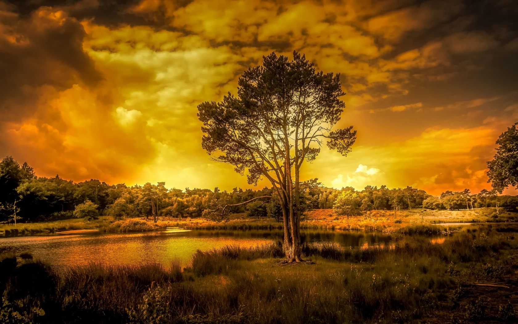 природа, красота