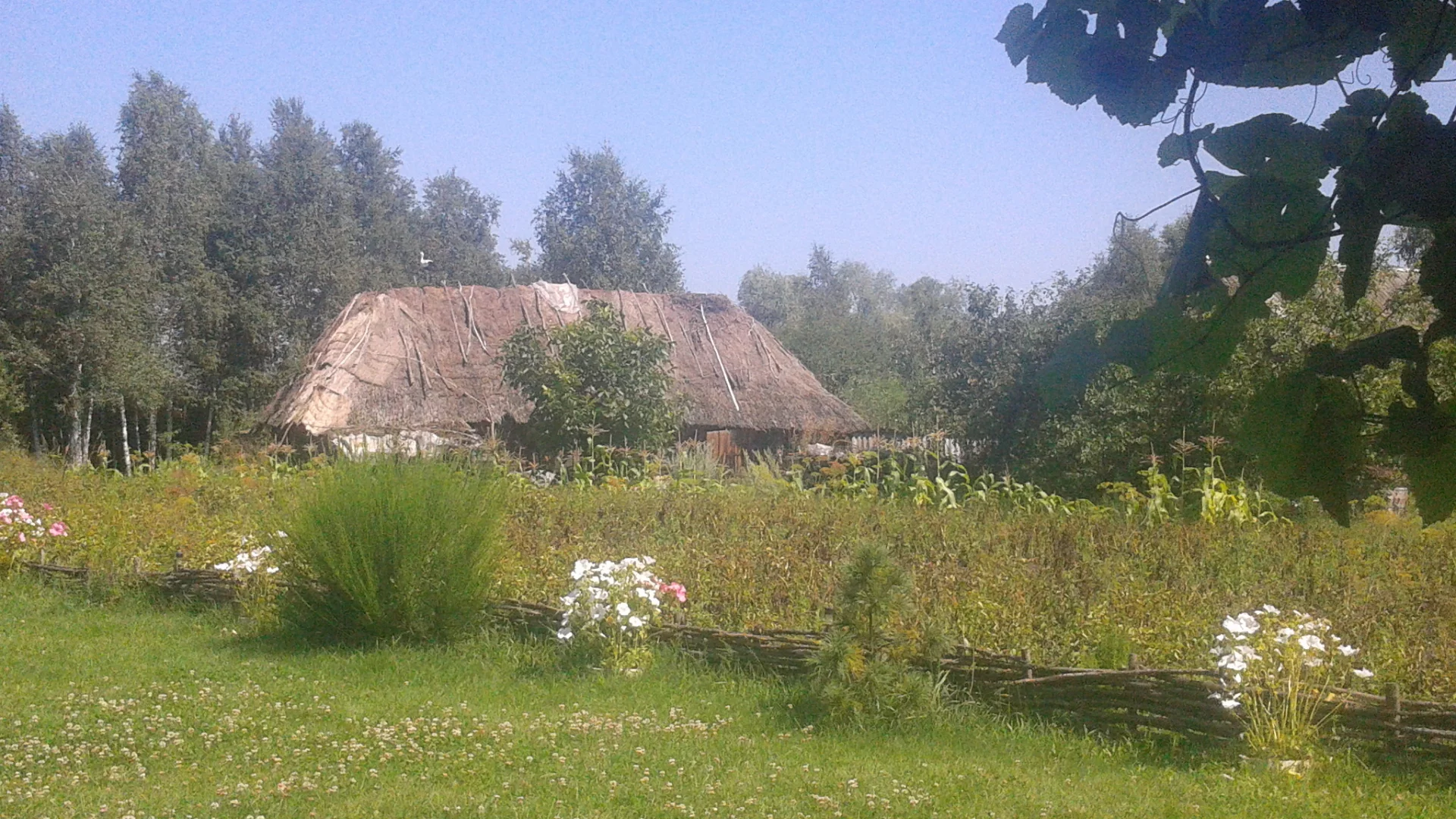 деревня, сарай, трава, небо