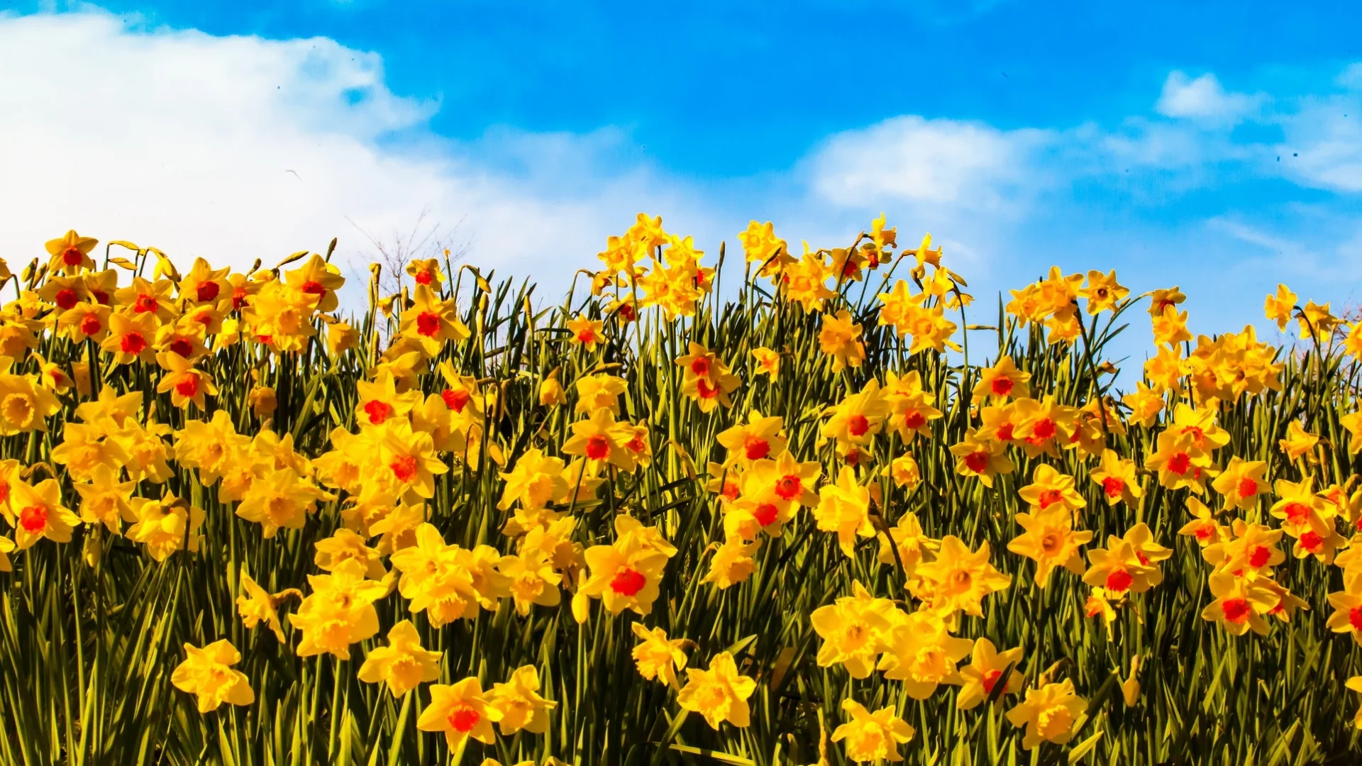 sky, field, yellow, flowers, clouds, petals, sunny