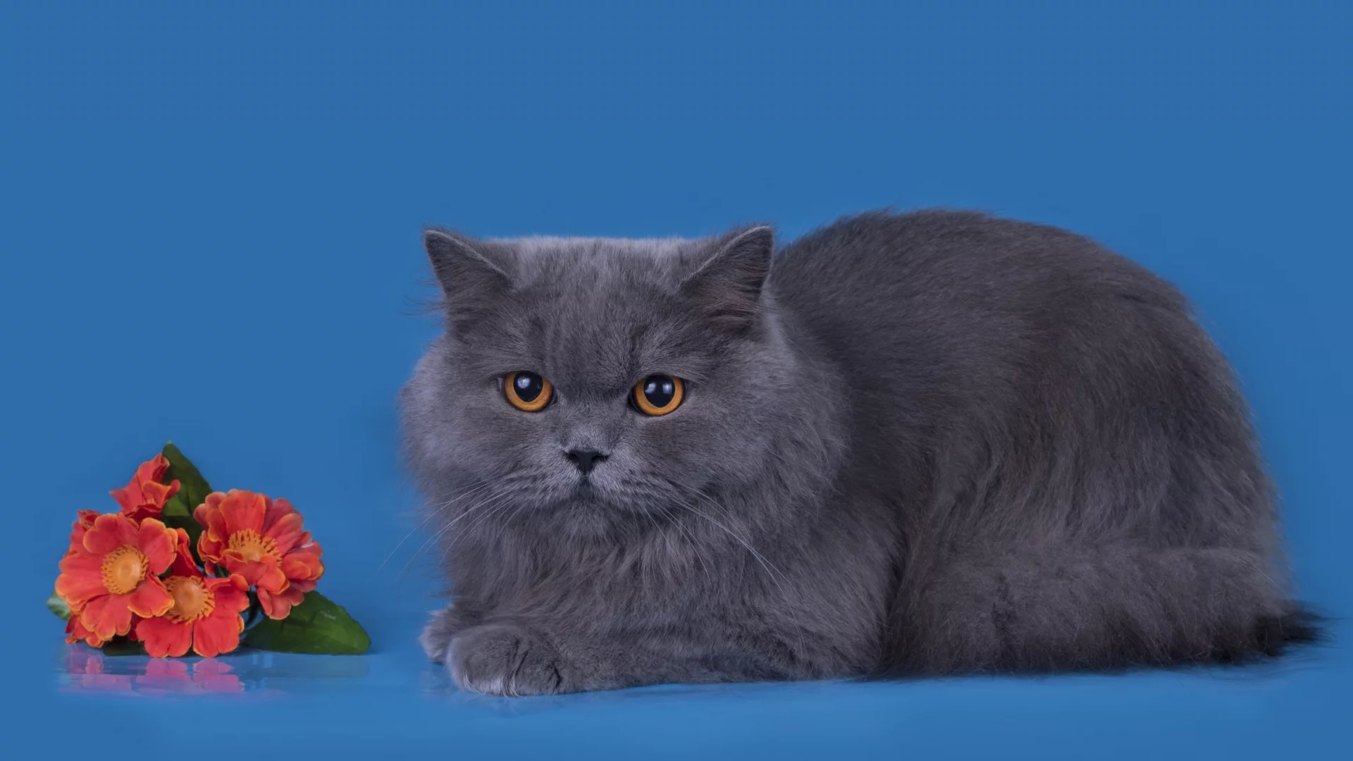 кот, цветы, серый, порода, британец