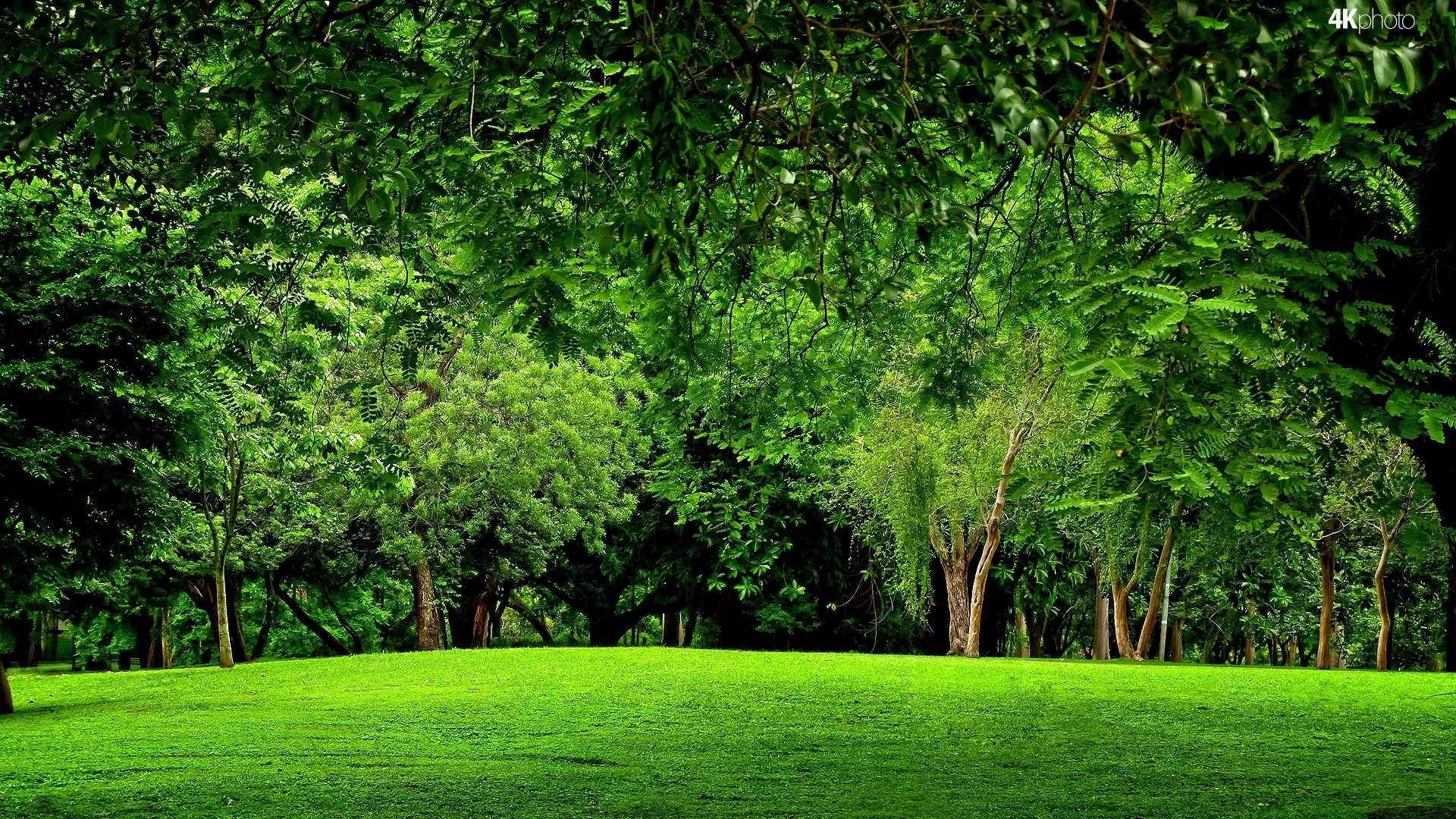 лес, trees, meadow, forest, path, moss, fallen, park, green, nature, landscapes, trees, forest, trail, woods, leaves, fence, sunrise, see, dark, summer, wide
